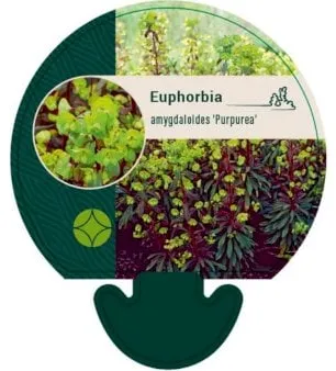 Eufórbia