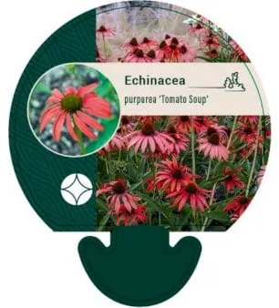 Equinácea