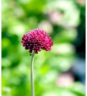 Flor-de-escabiosa