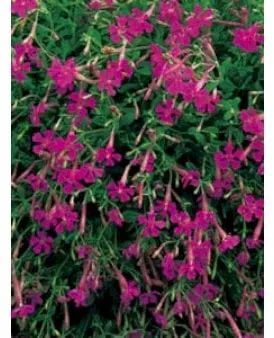 Silene-do-outono